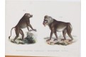 Paviáni, kolor. litografie, 1840