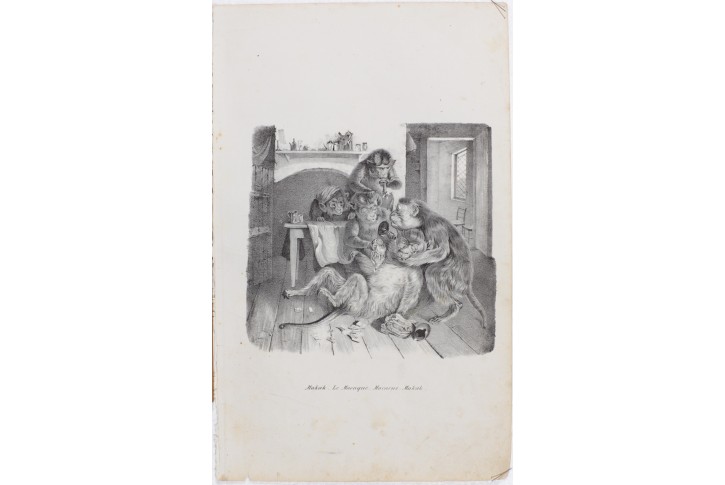 Makakové, litografie, 1837