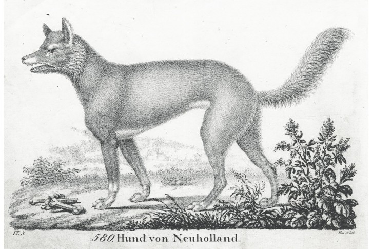 Dingo, Neue.., litografie , 1837