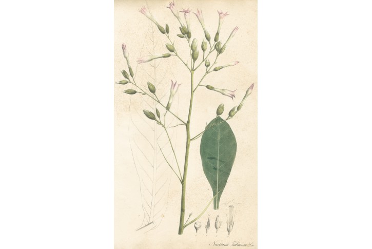Tabák, kolor. litografie, Esenbeck 1828