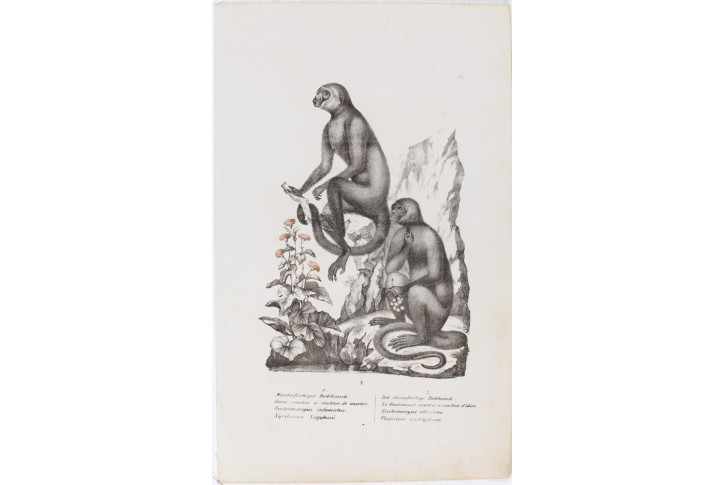 Gastrimargus infumatus, litografie, 1837
