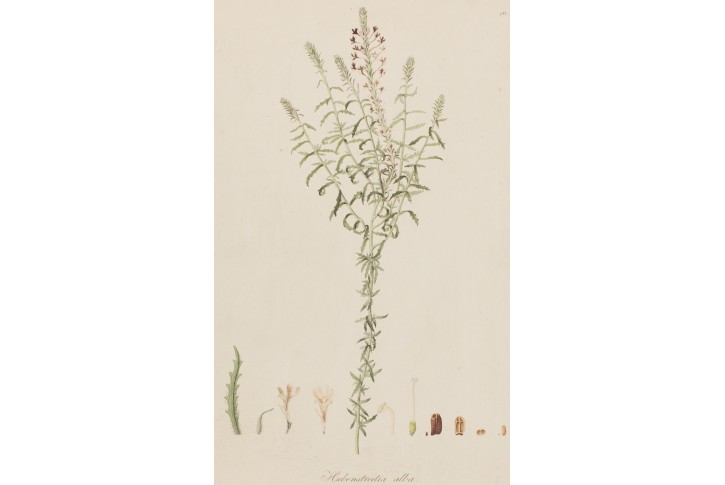 DISCHISMA CILIATUM, kolor. mědiryt , 1790