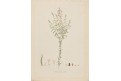 DISCHISMA CILIATUM, kolor. mědiryt , 1790