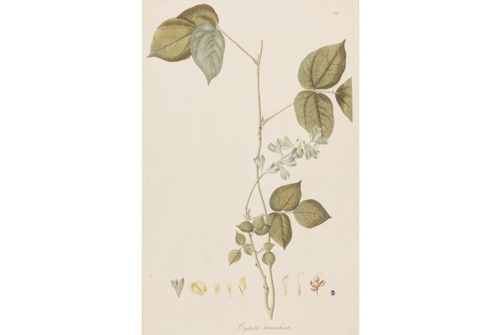 Soja , kolor. mědiryt , 1790