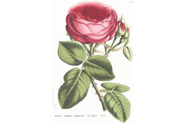 Rosier Hopper, Houtte, chromolitogr., (1870)
