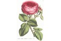 Rosier Hopper, Houtte, chromolitogr., (1870)