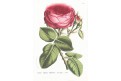 Rosier Hopper, Houtte, chromolitogr., (1870)
