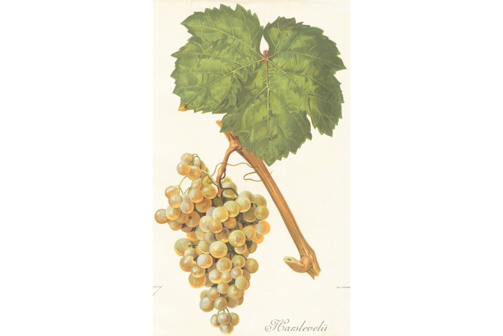 Vinný hrozen Harslevelu, chromolitografie, 1904