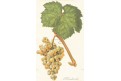 Vinný hrozen Harslevelu, chromolitografie, 1904