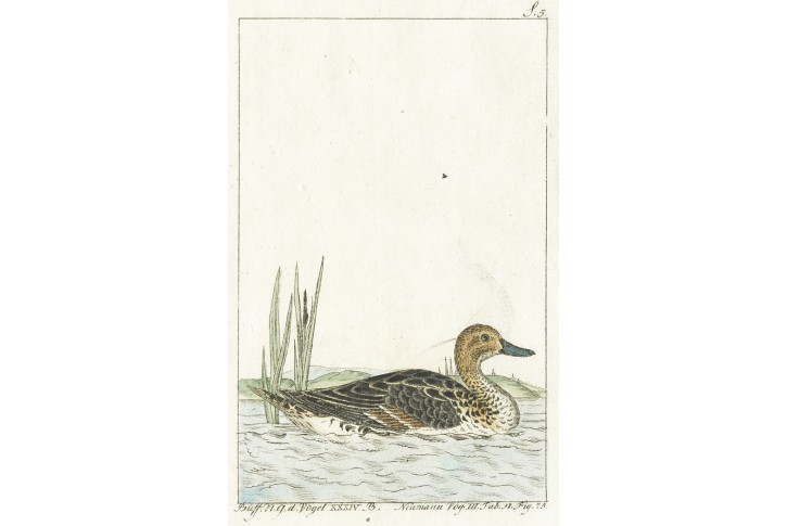 Kachna, kolor. mědiryt, (1800)