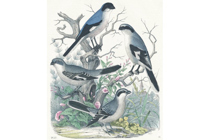 Ťuhýk ťuhýkovití, kolor. litografie , 1852
