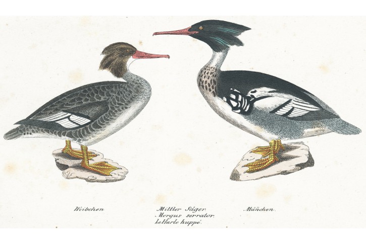 Morčák prostřední, kolor. litografie, (1840)