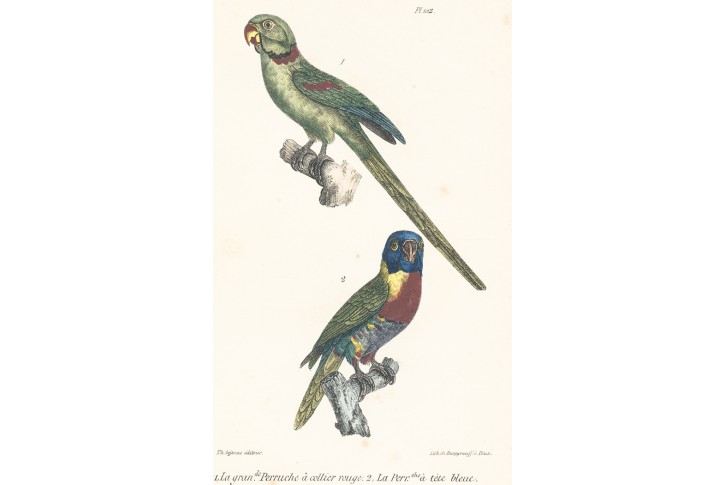 Lori mnohobarvý, kolor. litografie, 1837