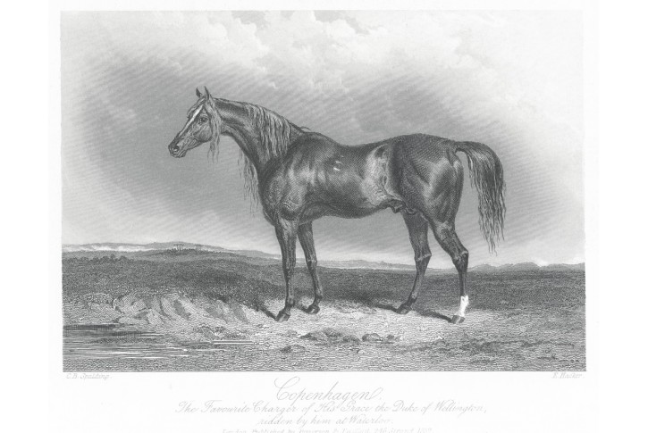 Kůň Copenhagen, Rogerson, oceloryt, 1857