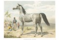 Kůň arabský, chromolitografie, (1910)