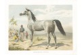 Kůň arabský, chromolitografie, (1910)