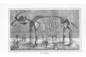 Mamut kostra Missurium, oceloryt, (1850)