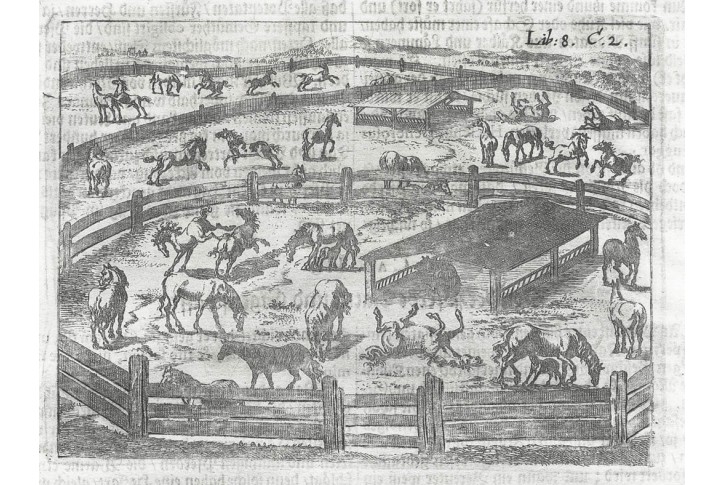 Koně výběh, Hohberg, mědiryt, 1684