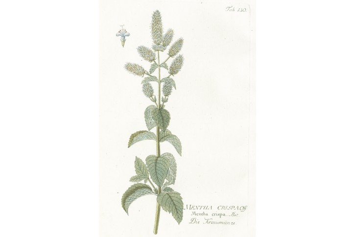 Máta klasnatá, Vietz, kolor. mědiryt, 1804
