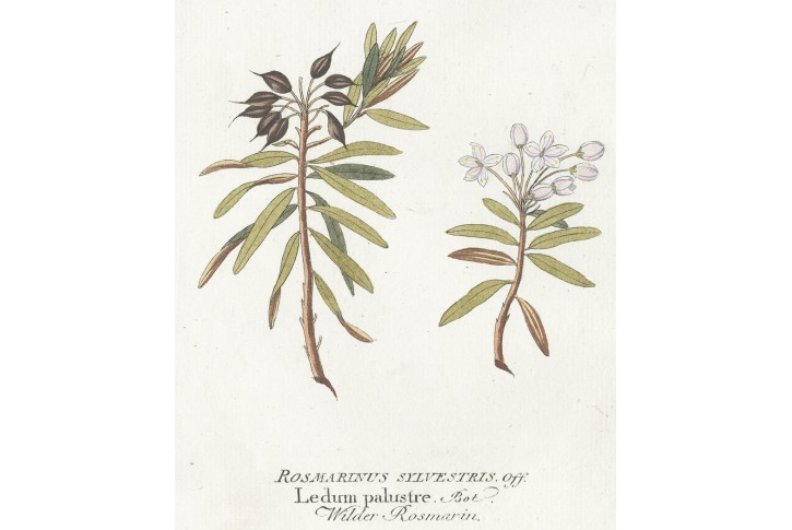 Rozmarýn, Vietz, kolor. mědiryt, 1804