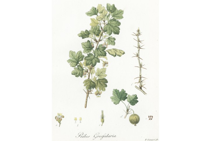 Angrešt, Guimpel, kolor. mědiryt, 1815