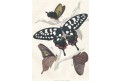 Motýli Madagaskar, kolor. litografie, 1845