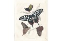 Motýli Madagaskar, kolor. litografie, 1845