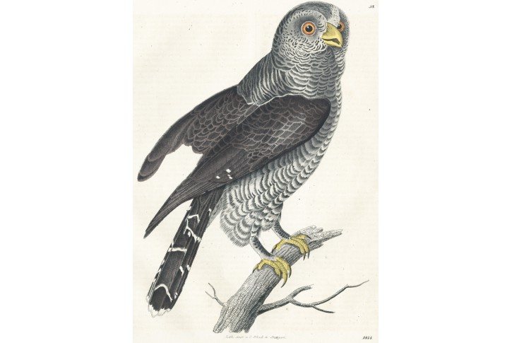 Puštík, kolor. litografie , 1857