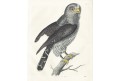 Puštík, kolor. litografie , 1857