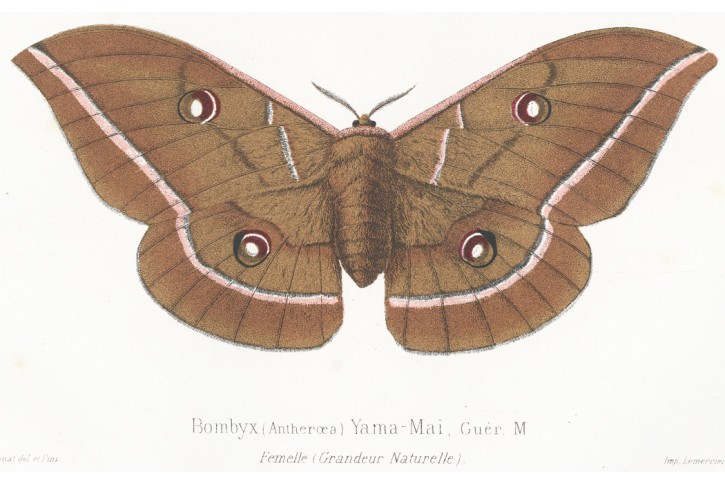 Bourec morušový, chromolitografie, 1868