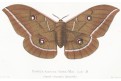 Bourec morušový, chromolitografie, 1868