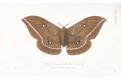 Bourec morušový, chromolitografie, 1868
