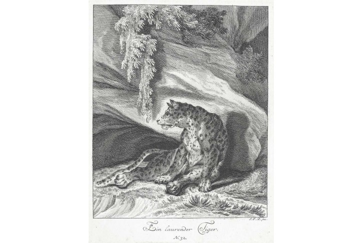 Tygr, Ridinger J.E., mědiryt 1740