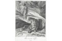 Tygr, Ridinger J.E., mědiryt 1740