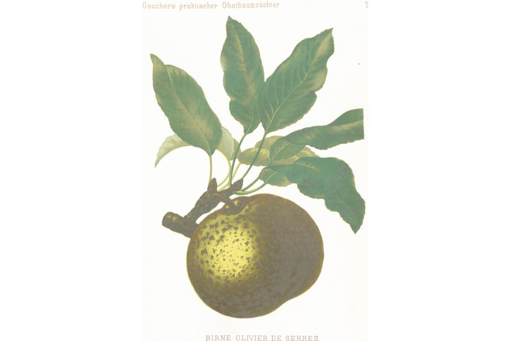 Hruška Olivier, Gaucher, chromolitografie, 1887