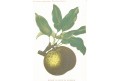 Hruška Olivier, Gaucher, chromolitografie, 1887