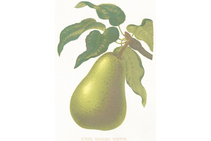 Hruška Treyve, Gaucher, chromolitografie, 1887