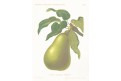 Hruška Treyve, Gaucher, chromolitografie, 1887