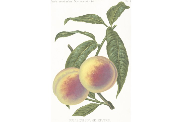 Broskev Rivers, Gaucher, chromolitografie, 1887