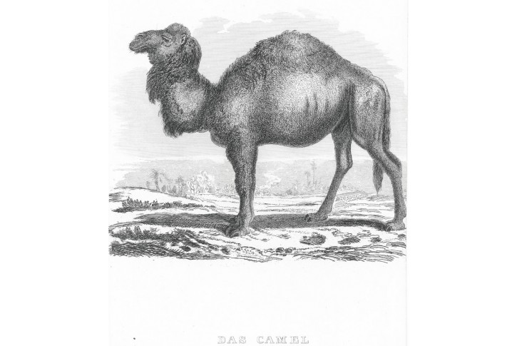 Velbloud, Meyer, oceloryt, (1860)