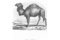 Velbloud, Meyer, oceloryt, (1860)