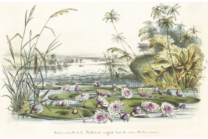 Leknín Viktorie,  Houtte, chromolitogr., (1860)