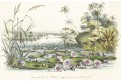 Leknín Viktorie,  Houtte, chromolitogr., (1860)