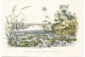 Leknín Viktorie,  Houtte, chromolitogr., (1860)