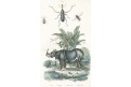 Nosorožec, Guerin,  kolor. litografie, 1839