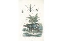 Nosorožec, Guerin,  kolor. litografie, 1839