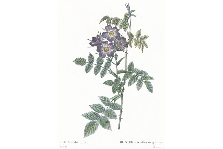 Růže Rubrifolia, Redouté, kolor mědiryt, 1828