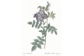 Růže Rubrifolia, Redouté, kolor mědiryt, 1828