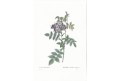 Růže Rubrifolia, Redouté, kolor mědiryt, 1828