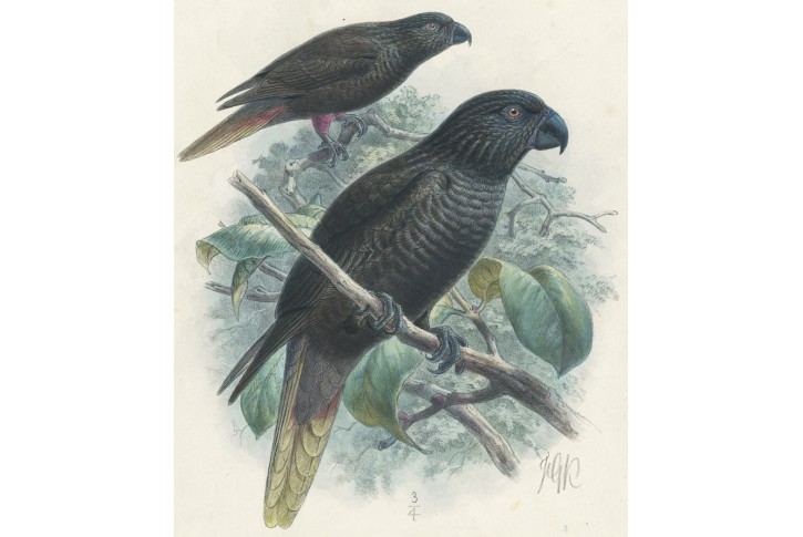 Lori černý,Keulemans, kolor. litografie, (1876